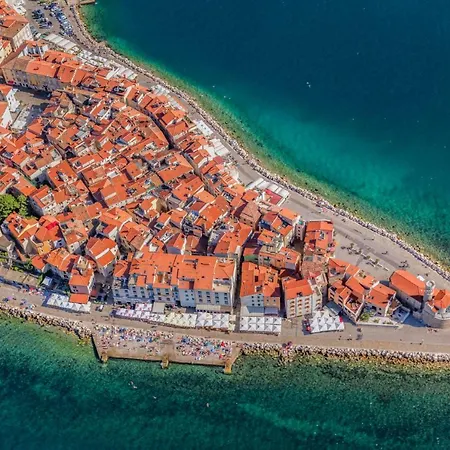 Opuntia * Piran